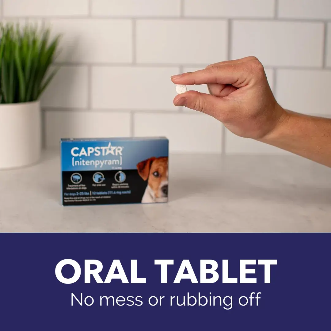Pack of 6 Tablet For Flea Infestations Under 25Lb Dogs by Capstar - Image 3