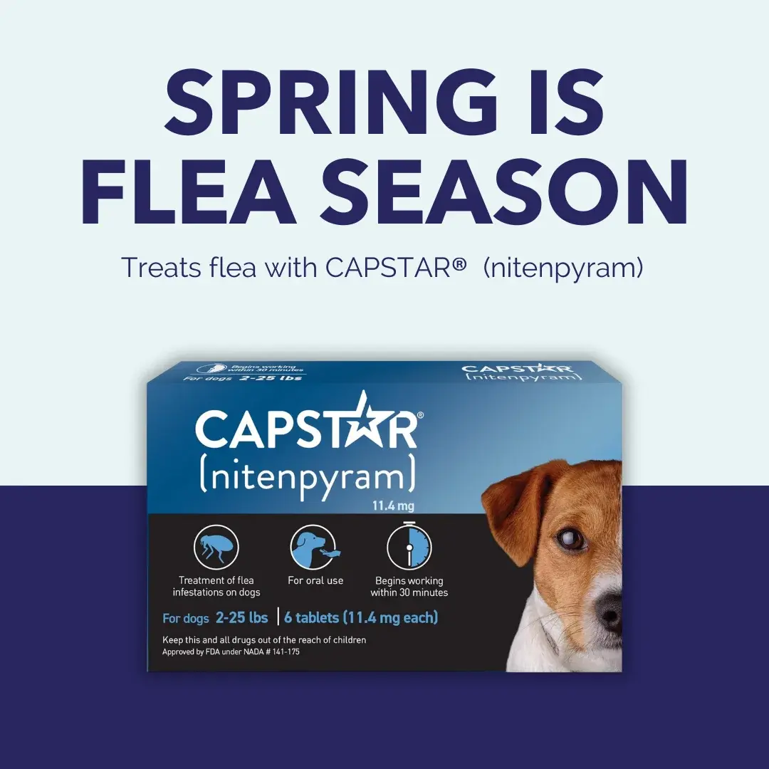 Pack of 6 Tablet For Flea Infestations Under 25Lb Dogs by Capstar - Image 6