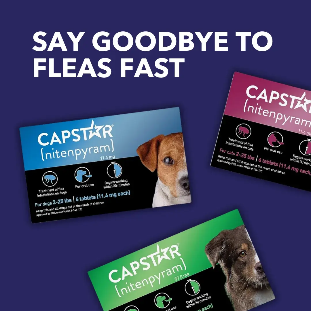 Pack of 6 Tablet For Flea Infestations Under 25Lb Dogs by Capstar - Image 7