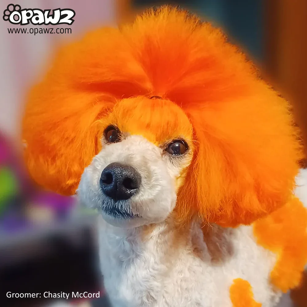 Permanent Dog Hair Dye Ardent Orange 8oz by Opawz - Image 2