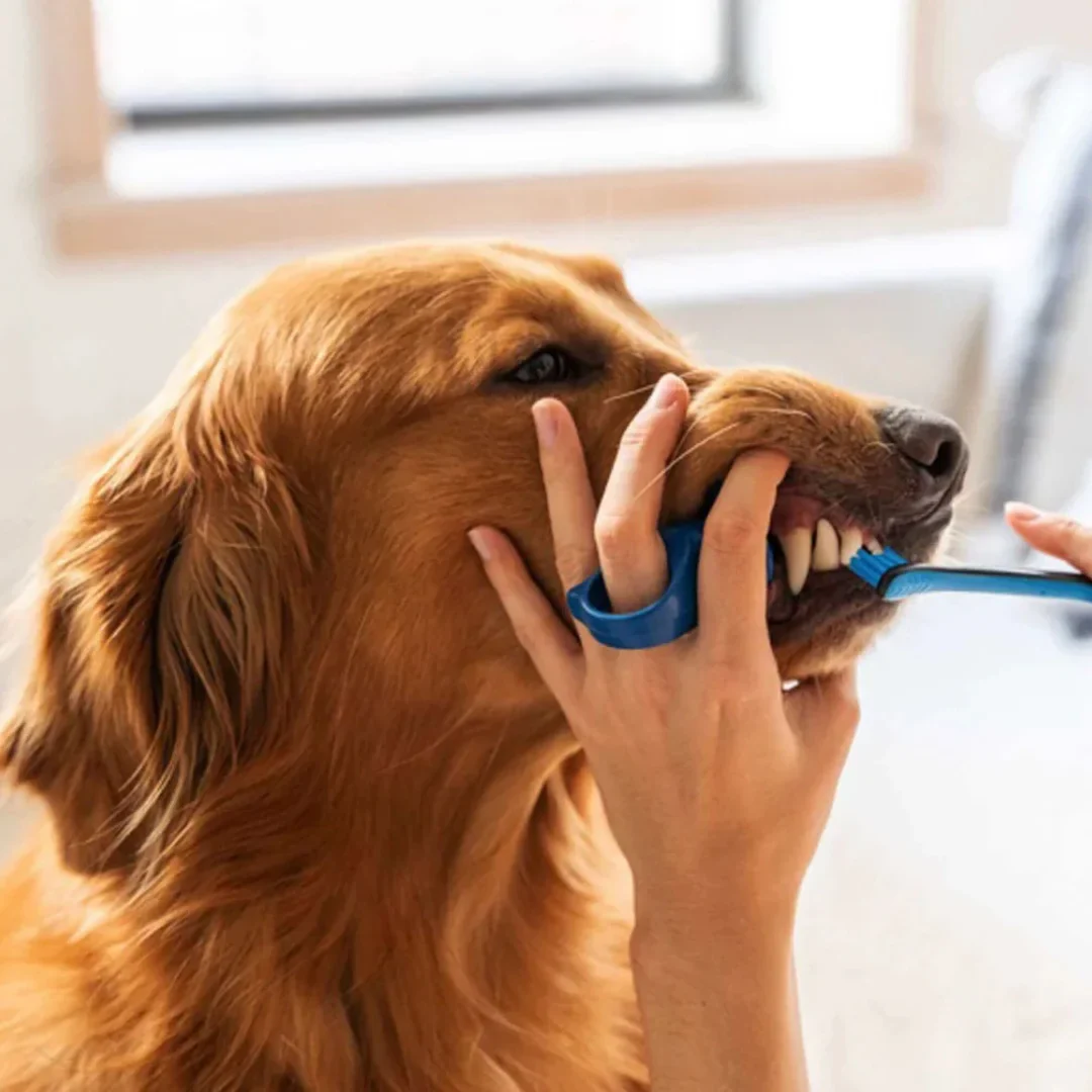 Blue Brushmate Premium Toothbrush with Biteblock Medium by Paw Ready - Image 6