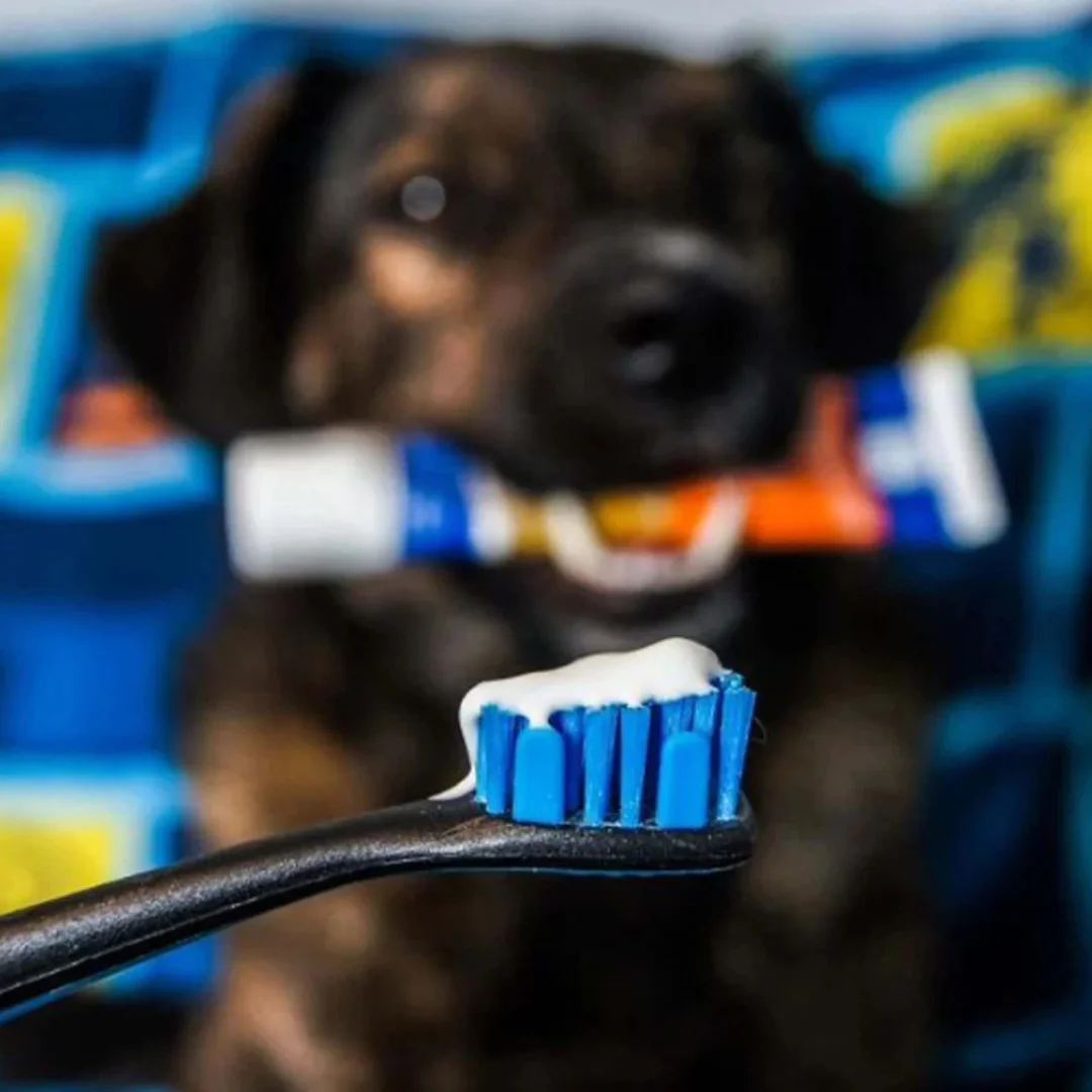Brushmate Toothpaste Banana Mint 2.5oz by Paw Ready - Image 4