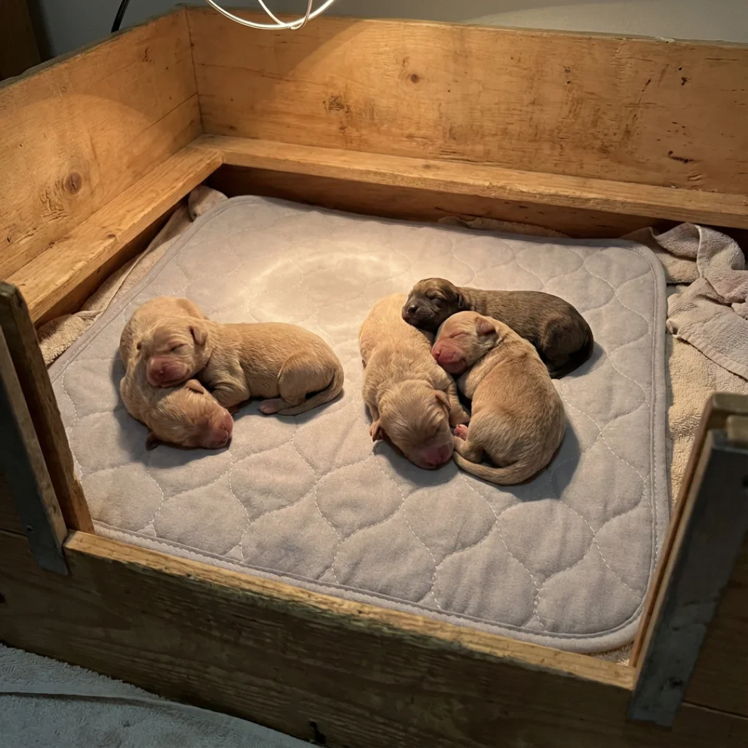 50"x50" Whelping Box Pad by Puppywarmer - Image 6