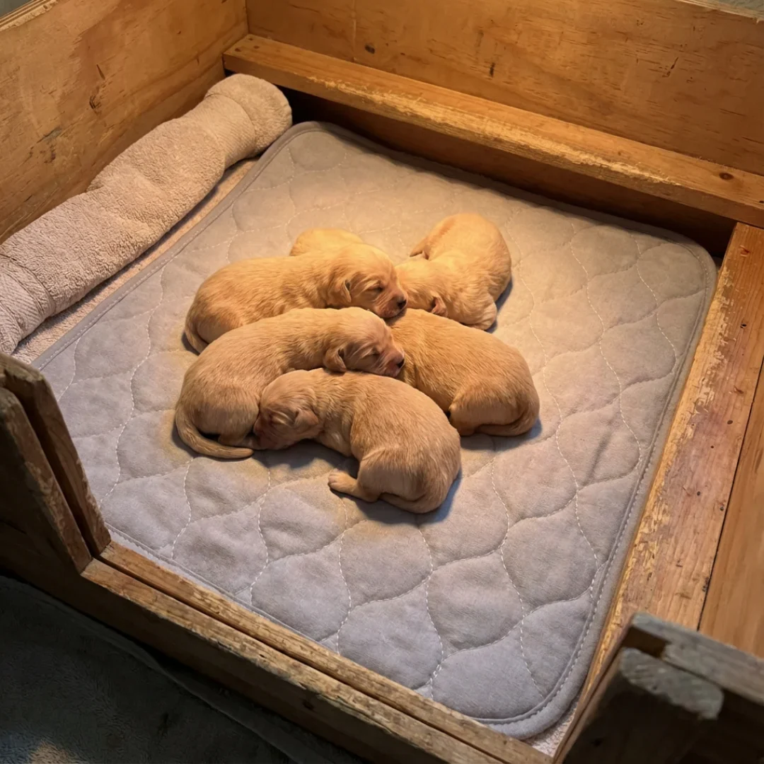 62"x62" Whelping Box Pad by Puppywarmer - Image 5